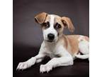 Adopt Grasshopper a Mixed Breed