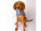 Adopt Pluto a Bluetick Coonhound, Redbone Coonhound