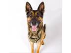 Adopt Mowgli a German Shepherd Dog