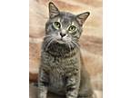 Adopt Bunny a Domestic Short Hair
