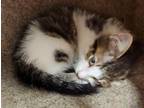 Adopt Bubble Bath a Domestic Short Hair