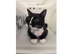 Adopt Tuxey a Domestic Short Hair