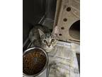 Adopt Maui a Domestic Short Hair