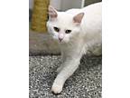 Adopt Birch a Domestic Short Hair