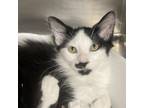 Adopt Finley a Domestic Medium Hair