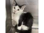 Adopt Forest a Domestic Medium Hair