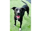 Adopt Bo a Pit Bull Terrier, Mixed Breed