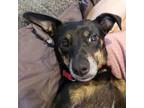 Adopt Teddybear a Toy Fox Terrier