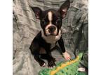 Adopt Axel a Boston Terrier