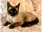 Adopt Tinker a Domestic Short Hair
