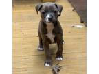 Adopt Velvet a Mixed Breed