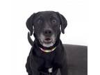 Adopt Solidago a Labrador Retriever