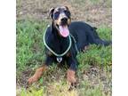 Adopt Toby Bean a Doberman Pinscher