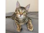Adopt Griffin a American Shorthair, Domestic Short Hair