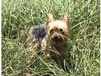 Adopt Bentley a Yorkshire Terrier, Silky Terrier