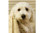 Adopt Dante a Poodle