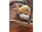 Adopt Tubbs a Domestic Short Hair