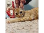 Adopt Tom a Domestic Short Hair