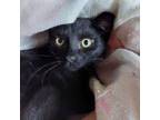 Adopt Scoobie a Domestic Short Hair