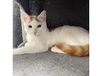 Adopt Carter a Domestic Short Hair