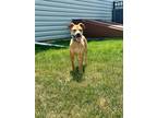 Adopt Presley a Pit Bull Terrier