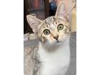 Adopt Bruce a Domestic Short Hair