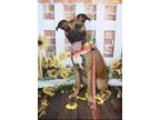 Adopt Seymour a Boxer