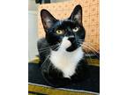 Adopt Reggy (bonded with Henry) a Domestic Short Hair