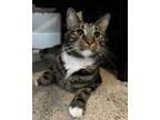 Adopt Henry (bonded with Reggy) a Domestic Short Hair
