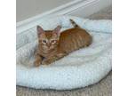 Adopt Pepperoni a American Shorthair