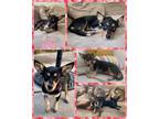 Adopt Halo a Mixed Breed