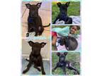 Adopt Hamish a Mixed Breed