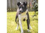 Adopt Jack a Mixed Breed