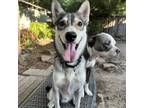 Adopt Uki a Siberian Husky, Alaskan Malamute