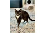 Adopt Quincy Jones a Russian Blue, Domestic Short Hair
