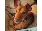 Adopt Arrow a Miniature Pinscher, Mixed Breed