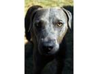 Adopt Allan a Pit Bull Terrier