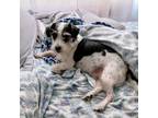 Adopt Bosley a Jack Russell Terrier