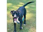 Adopt Crow A048444 a Staffordshire Bull Terrier, Mixed Breed