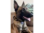 Adopt Jack located in Arizona a Belgian Shepherd / Malinois