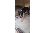 Adopt Andy** a Boston Terrier