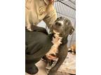 Adopt Kratos a Black Mouth Cur, Mixed Breed