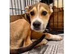Adopt Chaos a Black Mouth Cur, Mixed Breed
