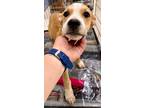 Adopt Zeus a Black Mouth Cur, Mixed Breed