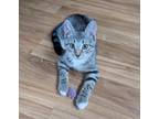 Adopt Henry a Domestic Short Hair
