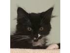 Adopt Rollo a Domestic Medium Hair