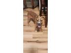 Adopt Charlie a Shepherd, Labrador Retriever