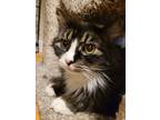 Adopt Francis Albert aka Frankie a Domestic Medium Hair