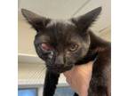 Adopt Gomez a Domestic Short Hair