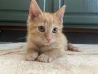 Adopt George a Domestic Short Hair